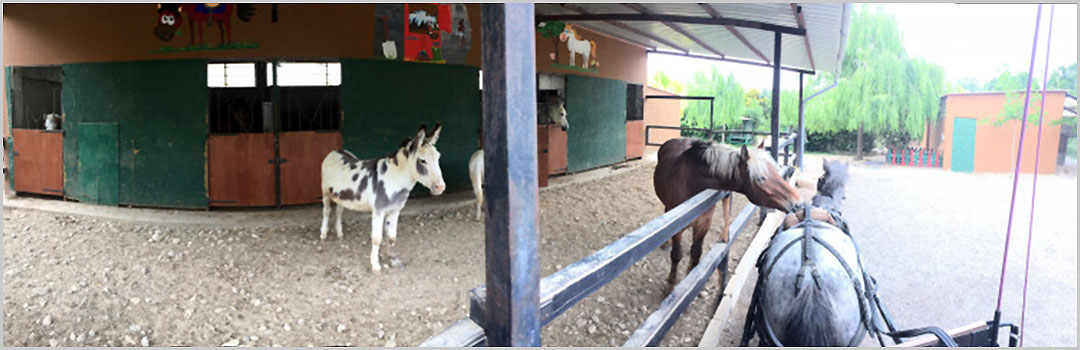 HÍPICA, INGLÉS Y DEPORTE EN MONTELLANO 2019